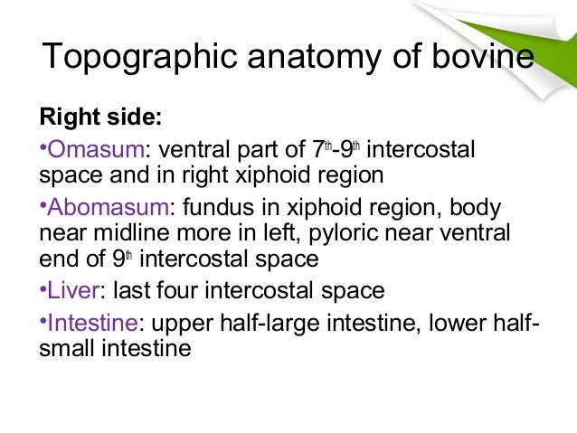 Abdominal anatomy cow rumen diagram 