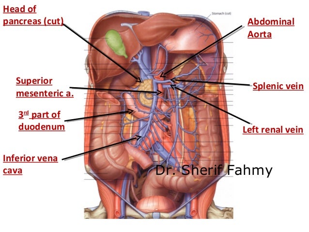 abdominal aorta (anatomy of the abdomen) abdominal aorta (anatomy of the abdomen), Skeleton