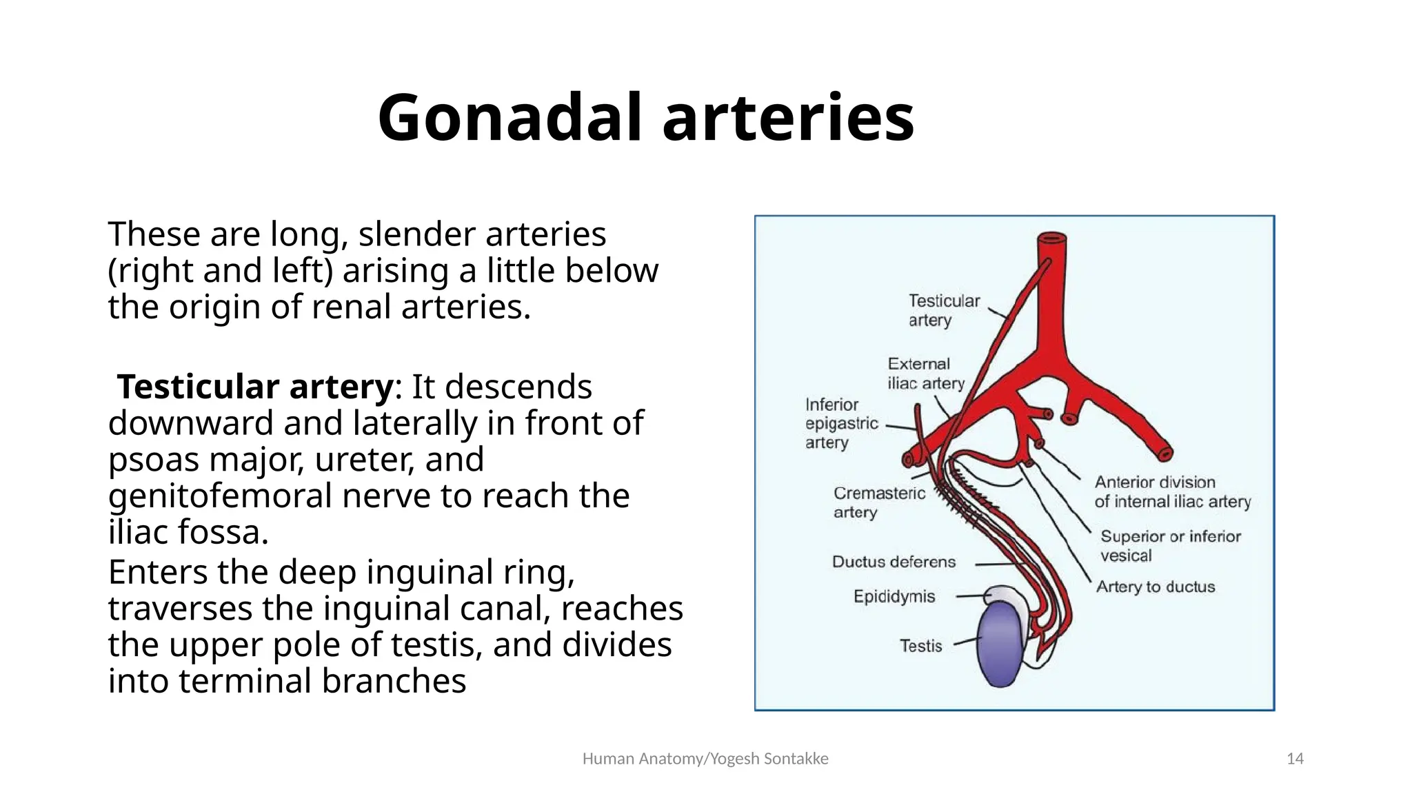 Anatomy of Abdominal Aorta in human.pptx