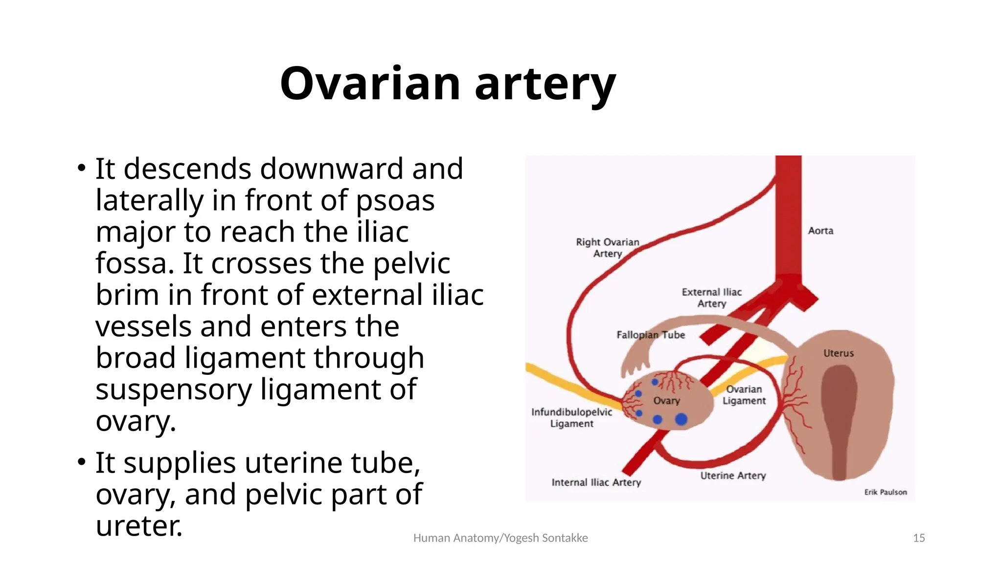 Anatomy of Abdominal Aorta in human.pptx