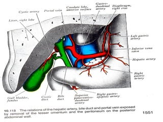 ABDOMINAL AORTA(Arterial Supply Of GIT).ppt