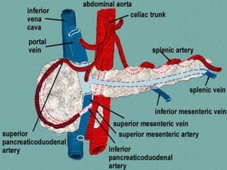 ABDOMINAL AORTA(Arterial Supply Of GIT).ppt