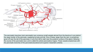 The pancreatic branches (rami pancreatici) are numerous small vessels derived from the lienal as it runs behind
the upper border of the pancreas, supplying its body and tail. One of these, larger than the rest, is sometimes
given off near the tail of the pancreas; it runs from left to right near the posterior surface of the gland, following
the course of the pancreatic duct, and is called the arteria pancreatica magna. These vessels anastomose with
the pancreatic branches of the pancreaticoduodenal and superior mesenteric arteries.
 