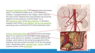 •Superior mesenteric artery: an unpaired artery that arises
about 1 cm below the celiac trunk, at the level of L1
vertebra. It supplies blood to the midgut, which refers to
the parts of the intestinal tract lying between the proximal
segment of the duodenum and the distal 1/3 of
the transverse colon of the large intestine. It, therefore,
supplies most of the small intestine, cecum and appendix,
ascending colon and the first 2/3 of the transverse colon.
•Inferior mesenteric artery: an unpaired artery that arises
about 4 cm superior to the bifurcation of the abdominal
aorta, at the level of L3 vertebra. It supplies blood to the
hindgut, which refers to the remaining segments of the
intestinal tract that include the distal 1/3 of the transverse
colon, descending colon, sigmoid colon, rectum, and the
superior portion of the anal canal.
 