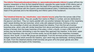 The Inferior Pancreaticoduodenal Artery (a. pancreaticoduodenalis inferior) is given off from the
superior mesenteric or from its first intestinal branch, opposite the upper border of the inferior part of
the duodenum. It courses to the right between the head of the pancreas and duodenum, and then
ascends to anastomose with the superior pancreaticoduodenal artery. It distributes branches to the
head of the pancreas and to the descending and inferior parts of the duodenum.
The Intestinal Arteries (aa. intestinales; vasa intestini tenuis) arise from the convex side of the
superior mesenteric artery. They are usually from twelve to fifteen in number, and are distributed to
the jejunum and ileum. They run nearly parallel with one another between the layers of the mesentery,
each vessel dividing into two branches, which unite with adjacent branches, forming a series of
arches, the convexities of which are directed toward the intestine. From this first set of arches
branches arise, which unite with similar branches from above and below and thus a second series of
arches is formed; from the lower branches of the artery, a third, a fourth, or even a fifth series of
arches may be formed, diminishing in size the nearer they approach the intestine. In the short, upper
part of the mesentery only one set of arches exists, but as the depth of the mesentery increases,
second, third, fourth, or even fifth groups are developed. From the terminal arches numerous small
straight vessels arise which encircle the intestine, upon which they are distributed, ramifying between
its coats. From the intestinal arteries small branches are given off to the lymph glands and other
structures between the layers of the mesentery.
 