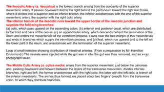 The Ileocolic Artery (a. ileocolica) is the lowest branch arising from the concavity of the superior
mesenteric artery. It passes downward and to the right behind the peritoneum toward the right iliac fossa,
where it divides into a superior and an inferior branch; the inferior anastomoses with the end of the superior
mesenteric artery, the superior with the right colic artery.
The inferior branch of the ileocolic runs toward the upper border of the ileocolic junction and
supplies the following branches:
(a) colic, which pass upward on the ascending colon; (b) anterior and posterior cecal, which are distributed
to the front and back of the cecum; (c) an appendicular artery, which descends behind the termination of the
ileum and enters the mesenteriole of the vermiform process; it runs near the free margin of this mesenteriole
and ends in branches which supply the vermiform process; and (d) ileal, which run upward and to the left on
the lower part of the ileum, and anastomose with the termination of the superior mesenteric.
Loop of small intestine showing distribution of intestinal arteries. (From a preparation by Mr. Hamilton
Drummond.) The vessels were injected while the gut was in situ; the gut was then removed, and an x-ray
photograph taken.
The Middle Colic Artery (a. colica media) arises from the superior mesenteric just below the pancreas
and, passing downward and forward between the layers of the transverse mesocolon, divides into two
branches, right and left; the former anastomoses with the right colic; the latter with the left colic, a branch of
the inferior mesenteric. The arches thus formed are placed about two fingers’ breadth from the transverse
colon, to which they distribute branches.
 