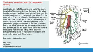 The inferior mesenteric artery (a. mesenterica
inferior)
supplies the left half of the transverse part of the colon,
the whole of the descending and iliac parts of the colon,
the sigmoid colon, and the greater part of the rectum. It is
smaller than the superior mesenteric, and arises from the
aorta, about 3 or 4 cm. above its division into the common
iliacs and close to the lower border of the inferior part of
the duodenum. It passes downward posterior to the
peritoneum, lying at first anterior to and then on the left
side of the aorta. It crosses the left common iliac artery
and is continued into the lesser pelvis under the name of
the superior hemorrhoidal artery, which descends
between the two layers of the sigmoid mesocolon and
ends on the upper part of the rectum.
Branches.—Its branches are:
Left Colic.
Sigmoid.
Superior Hemorrhoidal.
 