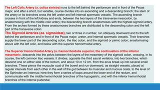 The Left Colic Artery (a. colica sinistra) runs to the left behind the peritoneum and in front of the Psoas
major, and after a short, but variable, course divides into an ascending and a descending branch; the stem of
the artery or its branches cross the left ureter and left internal spermatic vessels. The ascending branch
crosses in front of the left kidney and ends, between the two layers of the transverse mesocolon, by
anastomosing with the middle colic artery; the descending branch anastomoses with the highest sigmoid artery.
From the arches formed by these anastomoses branches are distributed to the descending colon and the left
part of the transverse colon.
The Sigmoid Arteries (aa. sigmoideæ), two or three in number, run obliquely downward and to the left
behind the peritoneum and in front of the Psoas major, ureter, and internal spermatic vessels. Their branches
supply the lower part of the descending colon, the iliac colon, and the sigmoid or pelvic colon; anastomosing
above with the left colic, and below with the superior hemorrhoidal artery.
The Superior Hemorrhoidal Artery (a. hæmorrhoidalis superior, the continuation of the inferior
mesenteric, descends into the pelvis between the layers of the mesentery of the sigmoid colon, crossing, in its
course, the left common iliac vessels. It divides, opposite the third sacral vertebra, into two branches, which
descend one on either side of the rectum, and about 10 or 12 cm. from the anus break up into several small
branches. These pierce the muscular coat of the bowel and run downward, as straight vessels, placed at
regular intervals from each other in the wall of the gut between its muscular and mucous coats, to the level of
the Sphincter ani internus; here they form a series of loops around the lower end of the rectum, and
communicate with the middle hemorrhoidal branches of the hypogastric, and with the inferior hemorrhoidal
branches of the internal pudendal.
 