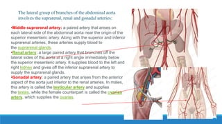 The lateral group of branches of the abdominal aorta
involves the suprarenal, renal and gonadal arteries:
•Middle suprarenal artery: a paired artery that arises on
each lateral side of the abdominal aorta near the origin of the
superior mesenteric artery. Along with the superior and inferior
suprarenal arteries, these arteries supply blood to
the suprarenal glands.
•Renal artery: a large paired artery that branches off the
lateral sides of the aorta at a right angle immediately below
the superior mesenteric artery. It supplies blood to the left and
right kidney and gives off the inferior suprarenal artery to
supply the suprarenal glands.
•Gonadal artery: a paired artery that arises from the anterior
aspect of the aorta just inferior to the renal arteries. In males,
this artery is called the testicular artery and supplies
the testes, while the female counterpart is called the ovarian
artery, which supplies the ovaries.
 