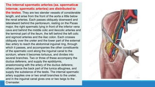 The internal spermatic arteries (aa. spermaticæ
internæ; spermatic arteries) are distributed to
the testes. They are two slender vessels of considerable
length, and arise from the front of the aorta a little below
the renal arteries. Each passes obliquely downward and
lateralward behind the peritoneum, resting on the Psoas
major, the right spermatic lying in front of the inferior vena
cava and behind the middle colic and ileocolic arteries and
the terminal part of the ileum, the left behind the left colic
and sigmoid arteries and the iliac colon. Each crosses
obliquely over the ureter and the lower part of the external
iliac artery to reach the abdominal inguinal ring, through
which it passes, and accompanies the other constituents
of the spermatic cord along the inguinal canal to the
scrotum, where it becomes tortuous, and divides into
several branches. Two or three of these accompany the
ductus deferens, and supply the epididymis,
anastomosing with the artery of the ductus deferens;
others pierce the back part of the tunica albuginea, and
supply the substance of the testis. The internal spermatic
artery supplies one or two small branches to the ureter,
and in the inguinal canal gives one or two twigs to the
Cremaster.
 