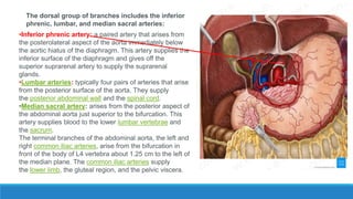 The dorsal group of branches includes the inferior
phrenic, lumbar, and median sacral arteries:
•Inferior phrenic artery: a paired artery that arises from
the posterolateral aspect of the aorta immediately below
the aortic hiatus of the diaphragm. This artery supplies the
inferior surface of the diaphragm and gives off the
superior suprarenal artery to supply the suprarenal
glands.
•Lumbar arteries: typically four pairs of arteries that arise
from the posterior surface of the aorta. They supply
the posterior abdominal wall and the spinal cord.
•Median sacral artery: arises from the posterior aspect of
the abdominal aorta just superior to the bifurcation. This
artery supplies blood to the lower lumbar vertebrae and
the sacrum.
The terminal branches of the abdominal aorta, the left and
right common iliac arteries, arise from the bifurcation in
front of the body of L4 vertebra about 1.25 cm to the left of
the median plane. The common iliac arteries supply
the lower limb, the gluteal region, and the pelvic viscera.
 