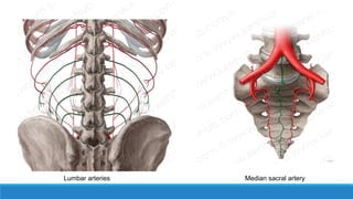 Lumbar arteries Median sacral artery
 