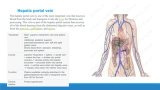 Hepatic portal vein
The hepatic portal vein is one of the most important vein that receives
blood from the body and transports it into the liver for filtration and
processing. This vein is part of the hepatic portal system that receives
all of the blood draining from the abdominal digestive tract, as well as
from the pancreas, gallbladder, and spleen.
Tributaries Main: superior mesenteric vein and splenic
vein
Additional: posterior superior
pancreaticoduodenal vein, left and right
gastric veins
Drains blood from: stomach, intestines,
pancreas and spleen
Course superior mesenteric + splenic -> portal vein -
> enters the liver -> divides into portal
venules -> venules empty into hepatic
sinusoids -> sinusoids drain into central
veins -> central veins drain into hepatic veins
-> hepatic veins drain into inferior vena cava
Function Claims available nutrients absorbed in the
gastrointestinal tract (GIT); transports toxins
from GIT to the liver
Clinical
relation
Portal hypertension
 