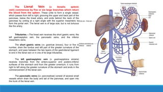 The Lienal Vein (v. lienalis; splenic
vein) commences by five or six large branches which return
the blood from the spleen. These unite to form a single vessel,
which passes from left to right, grooving the upper and back part of the
pancreas, below the lineal artery, and ends behind the neck of the
pancreas by uniting at a right angle with the superior mesenteric to
form the portal vein. The lienal vein is of large size, but is not tortuous
like the artery.
Tributaries.—The lineal vein receives the short gastric veins, the
left gastroepiploic vein, the pancreatic veins, and the inferior
mesenteric veins.
The short gastric veins (vv. gastricæ breves), four or five in
number, drain the fundus and left part of the greater curvature of the
stomach, and pass between the two layers of the gastrolienal ligament
to end in the lienal vein or in one of its large tributaries.
The left gastroepiploic vein (v. gastroepiploica sinistra)
receives branches from the antero-superior and postero-inferior
surfaces of the stomach and from the greater omentum; it runs from
right to left along the greater curvature of the stomach and ends in the
commencement of the lienal vein.
The pancreatic veins (vv. pancreaticæ) consist of several small
vessels which drain the body and tail of the pancreas, and open into
the trunk of the lienal vein.
 