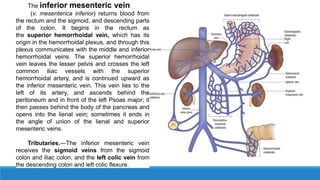 The inferior mesenteric vein
(v. mesenterica inferior) returns blood from
the rectum and the sigmoid, and descending parts
of the colon. It begins in the rectum as
the superior hemorrhoidal vein, which has its
origin in the hemorrhoidal plexus, and through this
plexus communicates with the middle and inferior
hemorrhoidal veins. The superior hemorrhoidal
vein leaves the lesser pelvis and crosses the left
common iliac vessels with the superior
hemorrhoidal artery, and is continued upward as
the inferior mesenteric vein. This vein lies to the
left of its artery, and ascends behind the
peritoneum and in front of the left Psoas major; it
then passes behind the body of the pancreas and
opens into the lienal vein; sometimes it ends in
the angle of union of the lienal and superior
mesenteric veins.
Tributaries.—The inferior mesenteric vein
receives the sigmoid veins from the sigmoid
colon and iliac colon, and the left colic vein from
the descending colon and left colic flexure.
 