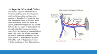 The Superior Mesenteric Vein (v.
mesenterica superior) returns the blood
from the small intestine, from the cecum,
and from the ascending and transverse
portions of the colon. It begins in the right
iliac fossa by the union of the veins which
drain the terminal part of the ileum, the
cecum, and vermiform process, and ascends
between the two layers of the mesentery on
the right side of the superior mesenteric
artery. In its upward course it passes in front
of the right ureter, the inferior vena cava,
the inferior part of the duodenum, and the
lower portion of the head of the pancreas.
Behind the neck of the pancreas it unites
with the lienal vein to form the portal vein.
 