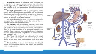 Tributaries.—Besides the tributaries which correspond with
the branches of the superior mesenteric artery, viz., theintestinal,
ileocolic, right colic, and middle colic veins, the superior mesenteric
vein is joined by the right gastroepiploic and pancreaticoduodenal
veins.
The right gastroepiploic vein (v. gastroepiploica dextra)
receives branches from the greater omentum and from the lower parts
of the antero-superior and posteroinferior surfaces of the stomach; it
runs from left to right along the greater curvature of the stomach
between the two layers of the greater omentum.
The pancreaticoduodenal veins (vv. pancreaticoduodenales)
accompany their corresponding arteries; the lower of the two
frequently joins the right gastroepiploic vein.
The Coronary Vein (v. coronaria ventriculi; gastric vein)
derives tributaries from both surfaces of the stomach; it runs from
right to left along the lesser curvature of the stomach, between the two
layers of the lesser omentum, to the esophageal opening of the
stomach, where it receives some esophageal veins. It then turns
backward and passes from left to right behind the omental bursa and
ends in the portal vein.
The Pyloric Vein is of small size, and runs from left to right
along the pyloric portion of the lesser curvature of the stomach,
between the two layers of the lesser omentum, to end in the portal
vein.
The Cystic Vein (v. cystica) drains the blood from the gall-
bladder, and, accompanying the cystic duct, usually ends in the right
branch of the portal vein.
 
