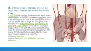 The anterior group of branches involves the
celiac trunk, superior and inferior mesenteric
artery;
•Celiac trunk: an unpaired short vessel that arises on the
anterior aspect of the aorta just inferior to the aortic orifice
of the diaphragm at the level of the lower border of T12
vertebra. Shortly after its origin, the trunk gives off its
three branches; left gastric artery, common hepatic
artery and splenic artery. These arteries supply the
foregut, which is the part of the intestinal tract that lies
below the diaphragm up to the proximal duodenum. The
organs of the foregut that are supplied but the celiac
trunk include the abdominal part of the
esophagus, stomach,
proximal duodenum, liver, gallbladder, pancreas,
and spleen.
 