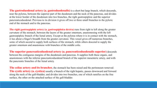 The gastroduodenal artery (a. gastroduodenalis) is a short but large branch, which descends,
near the pylorus, between the superior part of the duodenum and the neck of the pancreas, and divides
at the lower border of the duodenum into two branches, the right gastroepiploic and the superior
pancreaticoduodenal. Previous to its division it gives off two or three small branches to the pyloric
end of the stomach and to the pancreas.
The right gastroepiploic artery (a. gastroepiploica dextra) runs from right to left along the greater
curvature of the stomach, between the layers of the greater omentum, anastomosing with the left
gastroepiploic branch of the lienal artery. Except at the pylorus where it is in contact with the stomach,
it lies about a finger's breadth from the greater curvature. This vessel gives off numerous branches,
some of which ascend to supply both surfaces of the stomach, while others descend to supply the
greater omentum and anastomose with branches of the middle colic.
The superior pancreaticoduodenal artery (a. pancreaticoduodenalis superior) descends
between the contiguous margins of the duodenum and pancreas. It supplies both these organs, and
anastomoses with the inferior pancreaticoduodenal branch of the superior mesenteric artery, and with
the pancreatic branches of the lienal artery.
The celiac artery and its branches; the stomach has been raised and the peritoneum removed.
The cystic artery (a. cystica) usually a branch of the right hepatic, passes downward and forward
along the neck of the gall-bladder, and divides into two branches, one of which ramifies on the free
surface, the other on the attached surface of the gall-bladder.
 