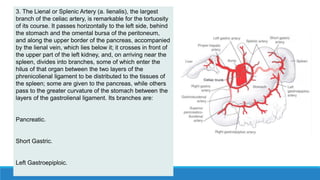 3. The Lienal or Splenic Artery (a. lienalis), the largest
branch of the celiac artery, is remarkable for the tortuosity
of its course. It passes horizontally to the left side, behind
the stomach and the omental bursa of the peritoneum,
and along the upper border of the pancreas, accompanied
by the lienal vein, which lies below it; it crosses in front of
the upper part of the left kidney, and, on arriving near the
spleen, divides into branches, some of which enter the
hilus of that organ between the two layers of the
phrenicolienal ligament to be distributed to the tissues of
the spleen; some are given to the pancreas, while others
pass to the greater curvature of the stomach between the
layers of the gastrolienal ligament. Its branches are:
Pancreatic.
Short Gastric.
Left Gastroepiploic.
 