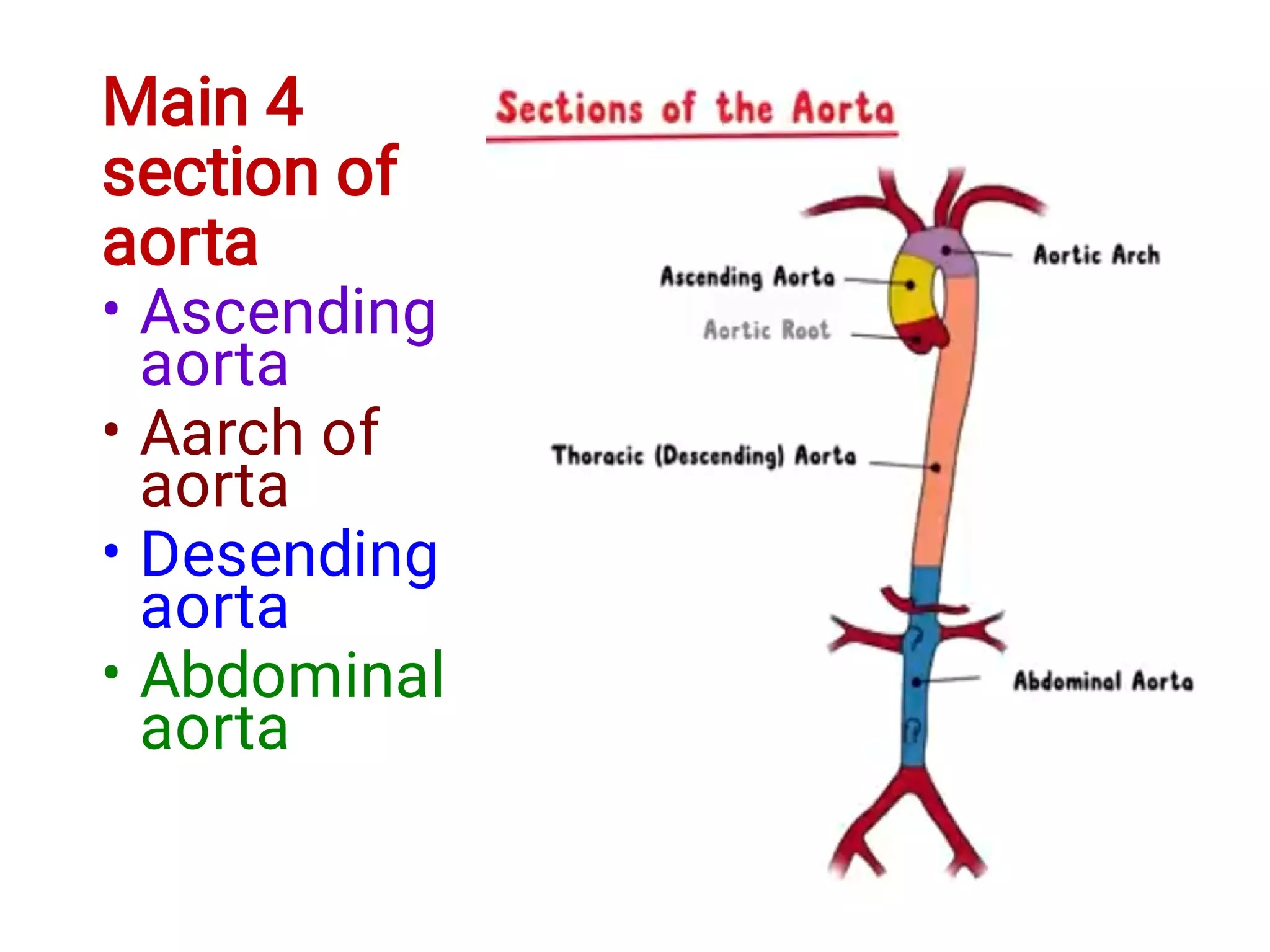 abdominal aortaWPS Office.pdf