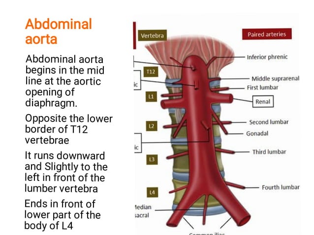 abdominal aortaWPS Office.pdf
