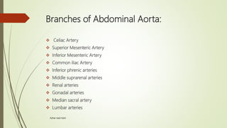 Label the branches of the abdominal aorta.