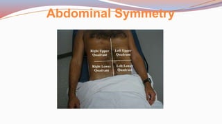 Abdominal Symmetry
 