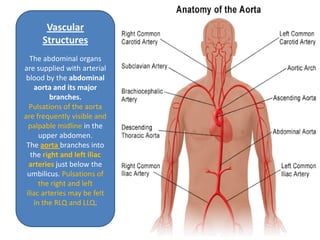 Vascular
Structures
The abdominal organs
are supplied with arterial
blood by the abdominal
aorta and its major
branches.
Pulsations of the aorta
are frequently visible and
palpable midline in the
upper abdomen.
The aorta branches into
the right and left iliac
arteries just below the
umbilicus. Pulsations of
the right and left
iliac arteries may be felt
in the RLQ and LLQ.
 