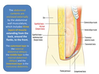 The abdominal
contents are
enclosed externally
by the abdominal
wall musculature,
which includes three
layers of muscle
extending from the
back, around the
flanks, to the front.
The outermost layer is
the external
abdominal oblique;
the middle layer is the
internal abdominal
oblique; and the
innermost layer is the
transverse abdominis.
 