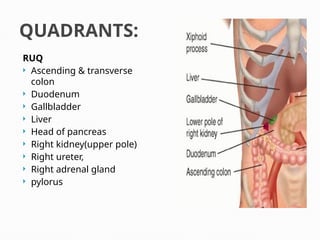 QUADRANTS:
RUQ
 Ascending & transverse
colon
 Duodenum
 Gallbladder
 Liver
 Head of pancreas
 Right kidney(upper pole)
 Right ureter,
 Right adrenal gland
 pylorus
 
