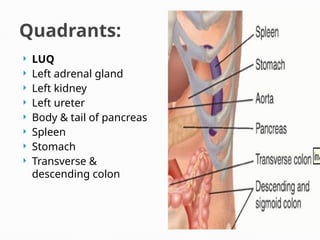 Quadrants:
 LUQ
 Left adrenal gland
 Left kidney
 Left ureter
 Body & tail of pancreas
 Spleen
 Stomach
 Transverse &
descending colon
 