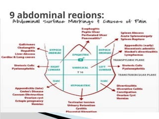 9 abdominal regions:
 