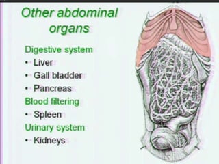 Abdominal cavity