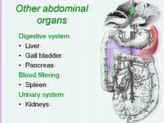 Abdominal cavity