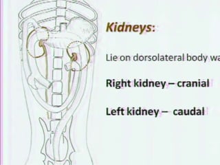Abdominal cavity