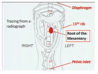 Abdominal cavity