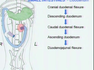 Abdominal cavity