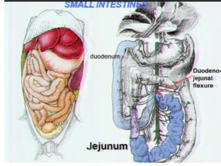 Abdominal cavity