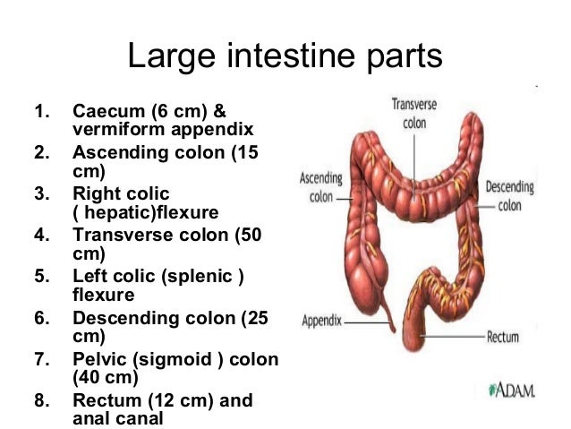 Abdominal cavity for dentistry 3 colon wall diagram 