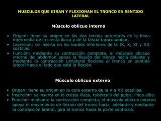 MUSCULOS QUE GIRAN Y FLEXIONAN EL TRONCO EN SENTIDO
LATERAL
Músculo oblicuo interno
• Origen: tiene su origen en los dos tercios anteriores de la línea
intermedia de la cresta ilíaca y de la fascia toracolumbar.
• Inserción: se inserta en los bordes inferiores de la IX, X, XI y XII
costillas.
• Función: mediante su contracción completa, el músculo oblicuo
interno del abdomen apoya la flexión del tronco hacia delante y
mediante la contracción unilateral flexiona el tronco en sentido
lateral hacia el lado que está la flexión.
Músculo oblicuo externo
• Origen: tiene su origen en la cara externa de la V a XII costillas.
• Inserción: se inserta en la cresta ilíaca, tubérculo del pubis, línea alba.
• Función: mediante la contracción completa, el músculo oblicuo externo
apoya el movimiento de flexión del tronco hacia adelante y mediante
la contracción lateral, gira el tronco hacia la parte contraria.
 