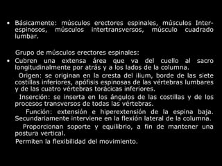 • Básicamente: músculos erectores espinales, músculos Inter-
espinosos, músculos intertransversos, músculo cuadrado
lumbar.
Grupo de músculos erectores espinales:
• Cubren una extensa área que va del cuello al sacro
longitudinalmente por atrás y a los lados de la columna.
Origen: se originan en la cresta del ilium, borde de las siete
costillas inferiores, apófisis espinosas de las vértebras lumbares
y de las cuatro vértebras torácicas inferiores.
Inserción: se inserta en los ángulos de las costillas y de los
procesos transversos de todas las vértebras.
Función: extensión e hiperextensión de la espina baja.
Secundariamente interviene en la flexión lateral de la columna.
Proporcionan soporte y equilibrio, a fin de mantener una
postura vertical.
Permiten la flexibilidad del movimiento.
 