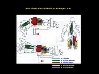 M. Lumbar
M. Erector espinal
M. Glúteo mayor
M. Bíceps femoral
M. Isquiotibiales
Musculatura involucrada en este ejercicio
 