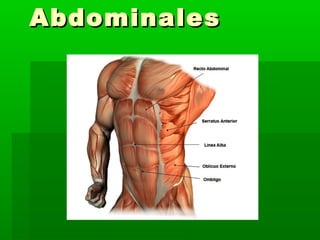 AbdominalesAbdominales
 