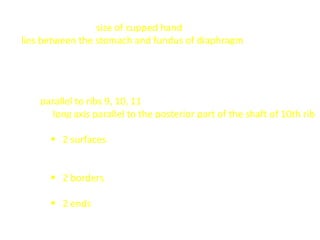  The spleen has the size of cupped hand
 It lies between the stomach and fundus of diaphragm
 Surface anatomy
- it lies in the epigastrium and the adjoining part of the Lt.
hypochondrium
- parallel to ribs 9, 10, 11
- its long axis parallel to the posterior part of the shaft of 10th rib
- the spleen has
 2 surfaces; diaphragmatic surface (convex, smooth);
visceral surface (concave, irregular, contain the hilum and
carries impression of 4 organs)
 2 borders; upper border (sharp, notched); lower border
(smooth, rounded)
 2 ends; medial end (broad, 4cm from the median plane);
lateral end (narrow and tappering)
 