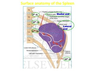 Surface anatomy of the Spleen
11th rb
Medial end
Lateral
end
10th rb
9th rb
10th rb
 