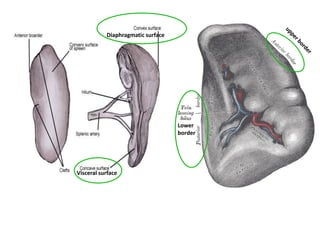 Diaphragmatic surface
Visceral surface
Lower
border
 