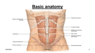 Basic anatomy
8/22/2023 3
Abdomen
 