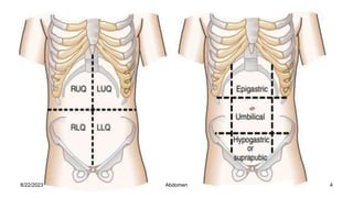 8/22/2023 4
Abdomen
 