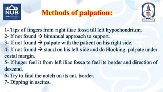 Methods of palpation:
1- Tips of fingers from right iliac fossa till left hypochondrium.
2- If not found  bimanual approach to support.
3- If not found  palpate with the patient on his right side.
4- If not found  stand on his left side and do Hooking: palpate under
costal margin.
5- If huge: feel it from left iliac fossa to feel its border and direction of
descend.
6- Try to find the notch on its ant. border.
7- Dipping in ascites.
 